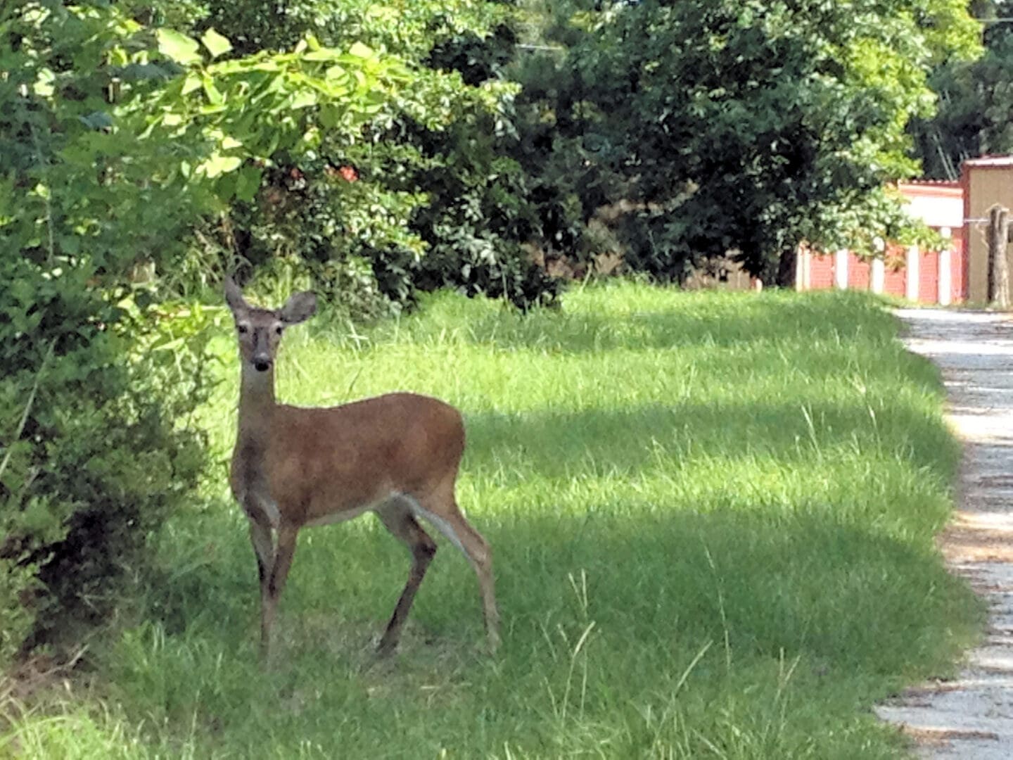A deer standing in the grass near trees.