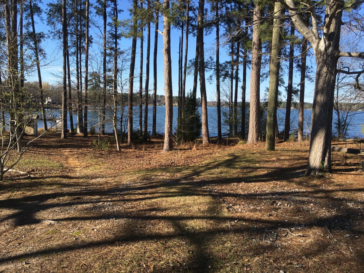 A view of trees and water from the ground.
